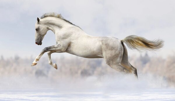 Magnetická podložka na obklad radiátora White Horse Galop 60x100cm