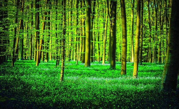 Fototapeta Green forest vlies 312 x 219 cm