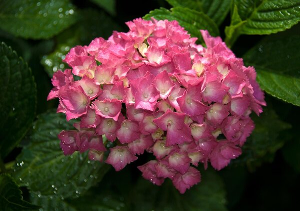 Fototapeta Ružová kvetina vlies 152,5 x 104 cm