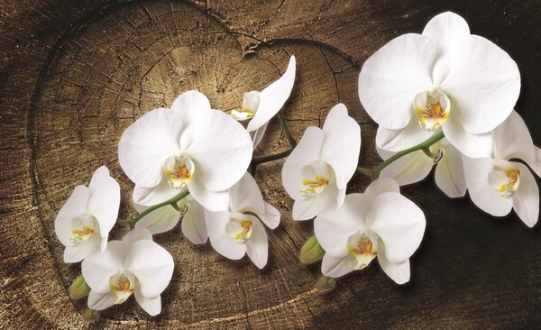 Fototapeta White orchid vlies 416 x 254 cm