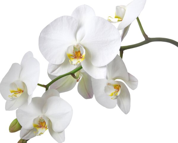Fototapeta Biela orchidea vlies 208 x 146 cm