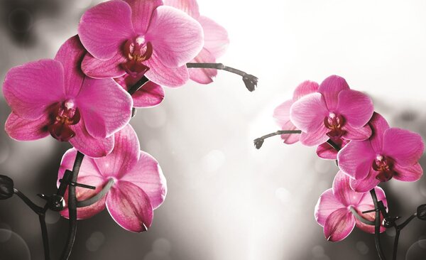 Fototapeta Orchid in grey background vlies 416 x 254 cm