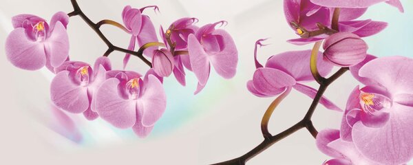 Fototapeta panoramatická vliesová Orchidea