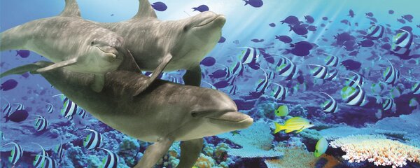Fototapeta panoramatická vliesová Delfíny