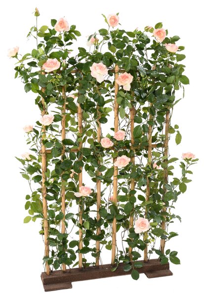 Zástena ruža 160cm x 60cm