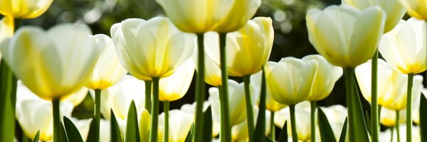 DIMEX | Fototapeta do kuchyne Biele tulipány KI-180-009 | 180 x 60 cm | zelená, biela, žltá