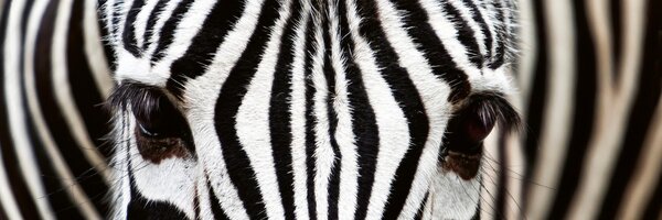 DIMEX | Fototapeta do kuchyne Zebra KI-180-016 | 180 x 60 cm | čiernobiela