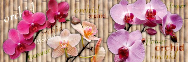 DIMEX | Fototapeta do kuchyne Orchidea KI-180-026 | 180 x 60 cm | fialová, béžová, ružová