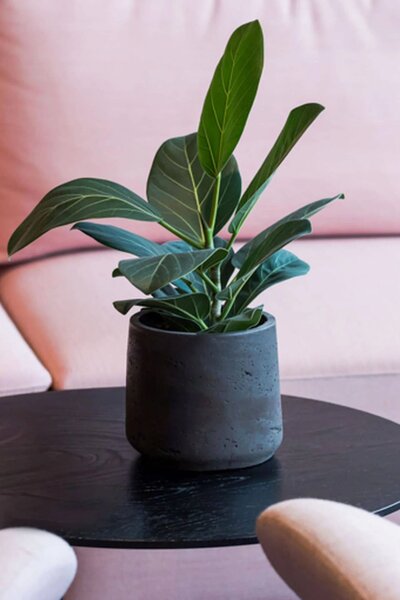 Kvetináč TROPICO, sklolaminát, výška 20 cm, antracit