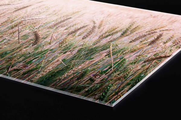 DIMEX | Plexisklo za kuchynskú linku PGT-06040-136 | 60 x 40 cm Pšeničné pole