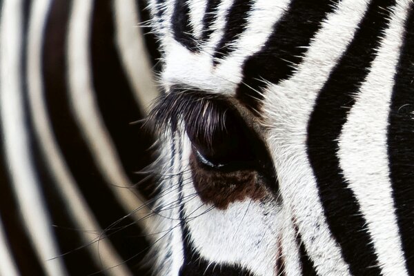DIMEX | Plexisklo za kuchynskú linku PGT-06040-016 | 60 x 40 cm Zebra