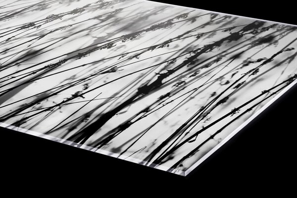 DIMEX | Plexisklo za kuchynskú linku PGT-08060-137 | 80 x 60 cm Čiernobiela tráva
