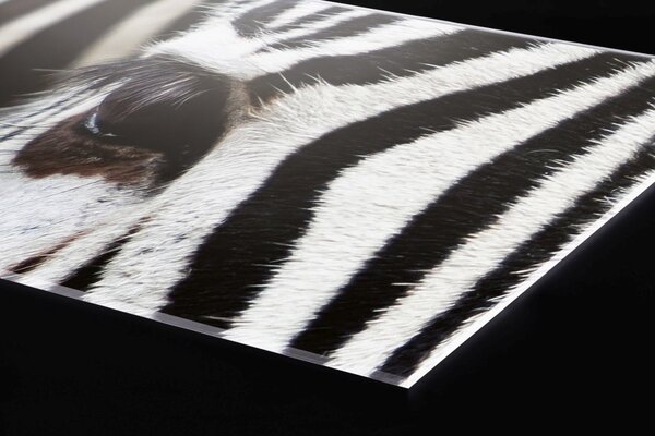 DIMEX | Plexisklo za kuchynskú linku PGT-08060-016 | 80 x 60 cm Zebra