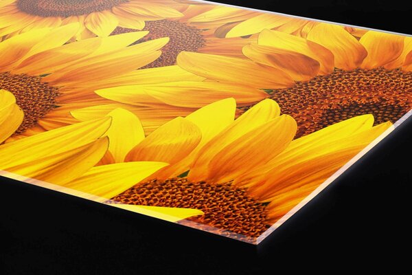 DIMEX | Plexisklo za kuchynskú linku PGT-06040-051 | 60 x 40 cm Slnečnica