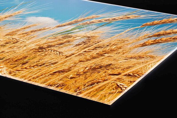 DIMEX | Plexisklo za kuchynskú linku PGT-06040-011 | 60 x 40 cm Pole pšenice