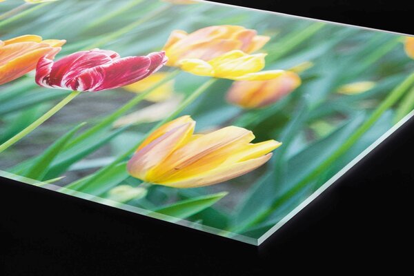 DIMEX | Plexisklo za kuchynskú linku PGT-06040-122 | 60 x 40 cm Jarné kvety