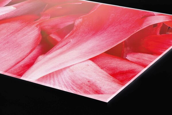 DIMEX | Plexisklo za kuchynskú linku PGT-06040-056 | 60 x 40 cm Červené okvetné lístky