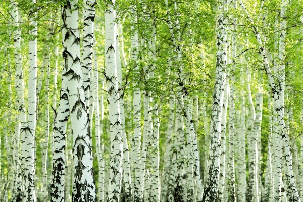 DIMEX | Plexisklo za kuchynskú linku PGT-06040-193 | 60 x 40 cm Jarný brezový háj
