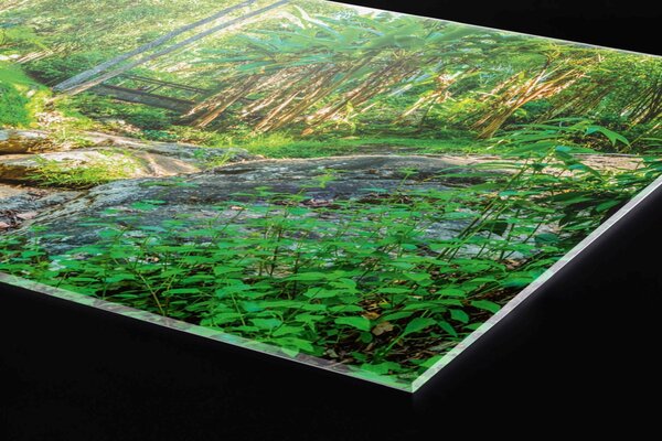 DIMEX | Plexisklo za kuchynskú linku PGT-06040-134 | 60 x 40 cm Botanická záhrada