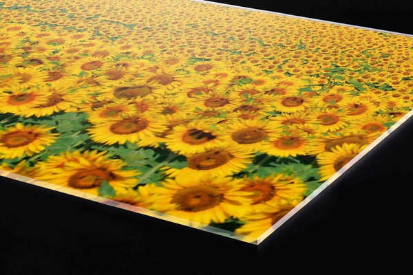 DIMEX | Plexisklo za kuchynskú linku PGT-06040-030 | 60 x 40 cm Lány slnečníc