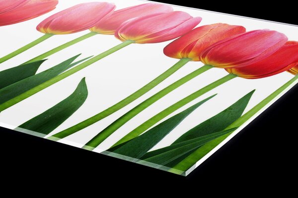 DIMEX | Plexisklo za kuchynskú linku PGT-06040-058 | 60 x 40 cm Tulipány