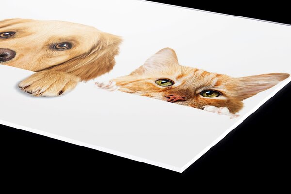DIMEX | Plexisklo za kuchynskú linku PGT-06040-175 | 60 x 40 cm Mačky a psy