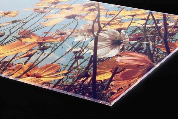 DIMEX | Plexisklo za kuchynskú linku PGT-06040-123 | 60 x 40 cm Jarná lúka
