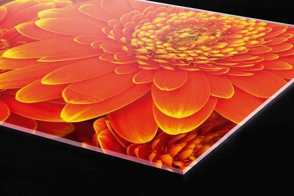 DIMEX | Plexisklo za kuchynskú linku PGT-08060-059 | 80 x 60 cm Gerbera