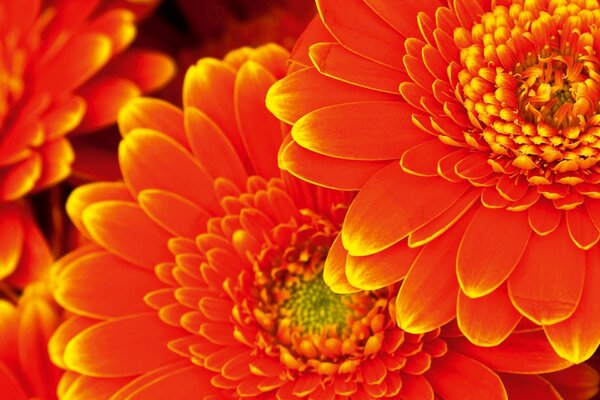 DIMEX | Plexisklo za kuchynskú linku PGT-06040-059 | 60 x 40 cm Gerbera