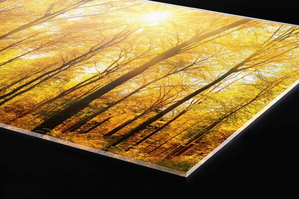 DIMEX | Plexisklo za kuchynskú linku PGT-06040-084 | 60 x 40 cm Slnečný les