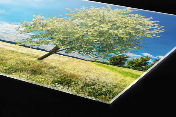 DIMEX | Plexisklo za kuchynskú linku PGT-06040-085 | 60 x 40 cm Strom na lúke