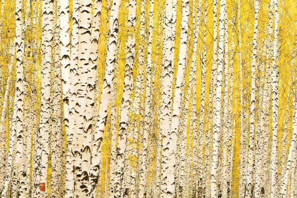 DIMEX | Plexisklo za kuchynskú linku PGT-06040-197 | 60 x 40 cm Žltý brezový háj