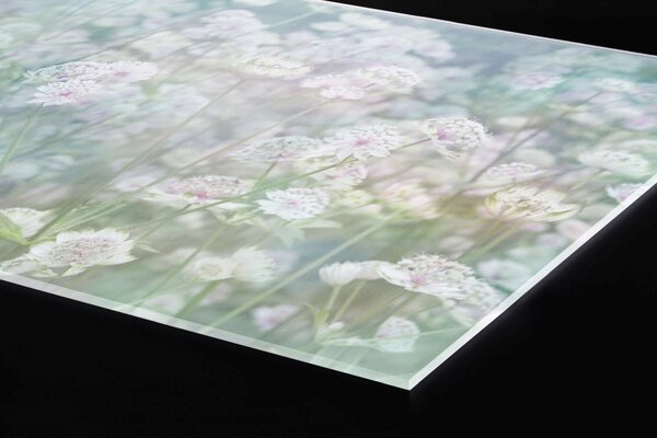 DIMEX | Plexisklo za kuchynskú linku PGT-06040-179 | 60 x 40 cm Rozkvitnutá lúka