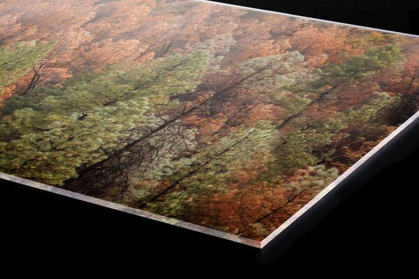 DIMEX | Plexisklo za kuchynskú linku PGT-08040-198 | 80 x 40 cm Farebný borovicový háj