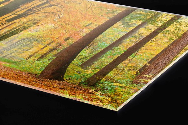 DIMEX | Plexisklo za kuchynskú linku PGT-06040-045 | 60 x 40 cm Jesenný les