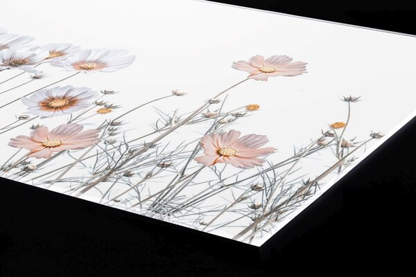 DIMEX | Plexisklo za kuchynskú linku PGT-06040-181 | 60 x 40 cm Jemné kvety