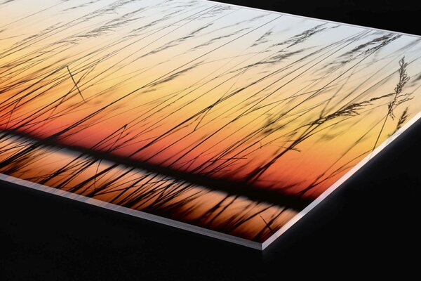 DIMEX | Plexisklo za kuchynskú linku PGT-06040-129 | 60 x 40 cm Rákos