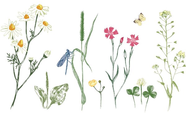 DIMEX | Plexisklo za kuchynskú linku PGT-06040-219 | 60 x 40 cm Kresba z herbára
