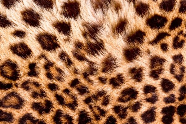 DIMEX | Plexisklo za kuchynskú linku PGT-06040-069 | 60 x 40 cm Leopardia koža