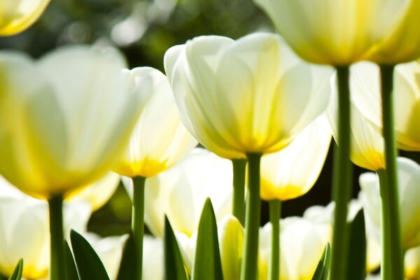 DIMEX | Plexisklo za kuchynskú linku PGT-06040-009 | 60 x 40 cm Biele tulipány