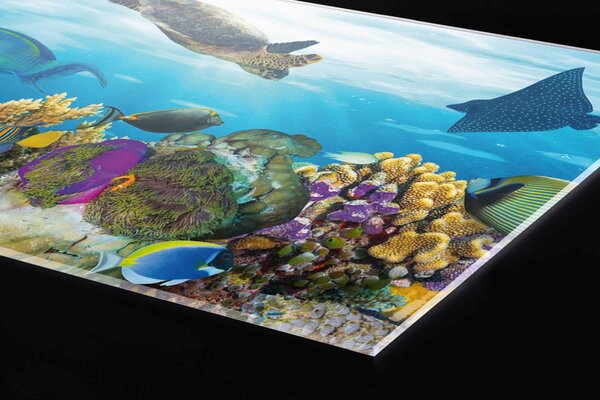 DIMEX | Plexisklo za kuchynskú linku PGT-06040-092 | 60 x 40 cm Ryby v oceáne
