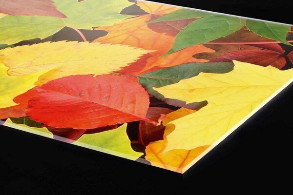 DIMEX | Plexisklo za kuchynskú linku PGT-06040-027 | 60 x 40 cm Listy