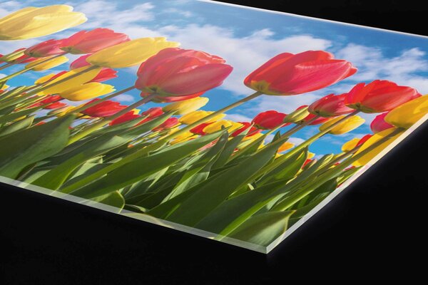 DIMEX | Plexisklo za kuchynskú linku PGT-06040-131 | 60 x 40 cm Pole tulipánov