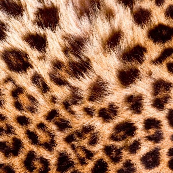 DIMEX | Plexisklo za kuchynskú linku PGT-06060-069 | 60 x 60 cm Leopardia koža
