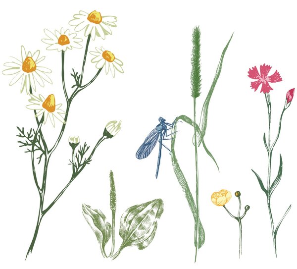 DIMEX | Plexisklo za kuchynskú linku PGT-06060-219 | 60 x 60 cm Kresba z herbára