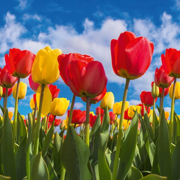 DIMEX | Plexisklo za kuchynskú linku PGT-06060-131 | 60 x 60 cm Pole tulipánov