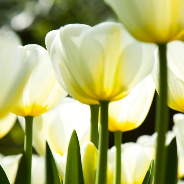 DIMEX | Plexisklo za kuchynskú linku PGT-06060-009 | 60 x 60 cm Biele tulipány
