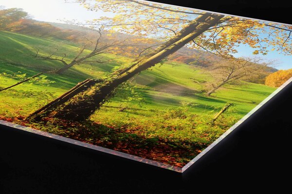 DIMEX | Plexisklo za kuchynskú linku PGT-06060-083 | 60 x 60 cm Lúka