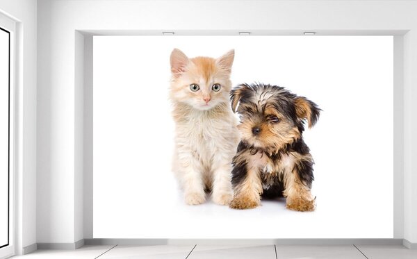 Fototapeta Roztomilý psík a mačička Materiál: Samolepiaca, Veľkosť: 200 x 135 cm