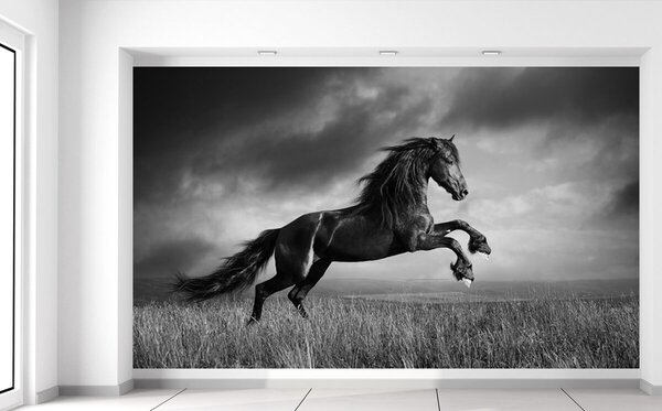 Fototapeta Tajomný čierny kôň Materiál: Samolepiaca, Rozmery: 402 x 240 cm